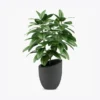 product-image-1_optimized Minim Veniam