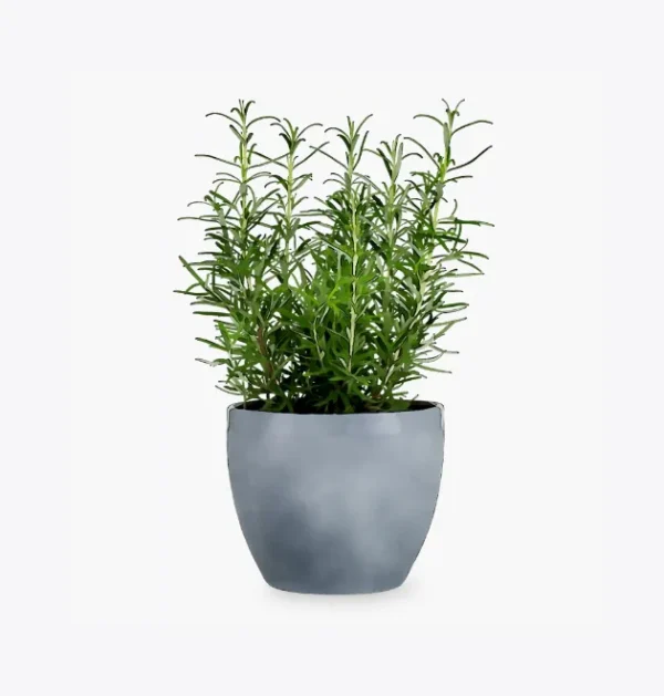product-image-5_optimized Minim Veniam