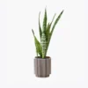 product-image-6_optimized Minim Veniam