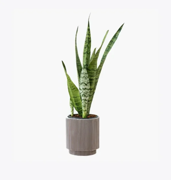product-image-6_optimized Minim Veniam