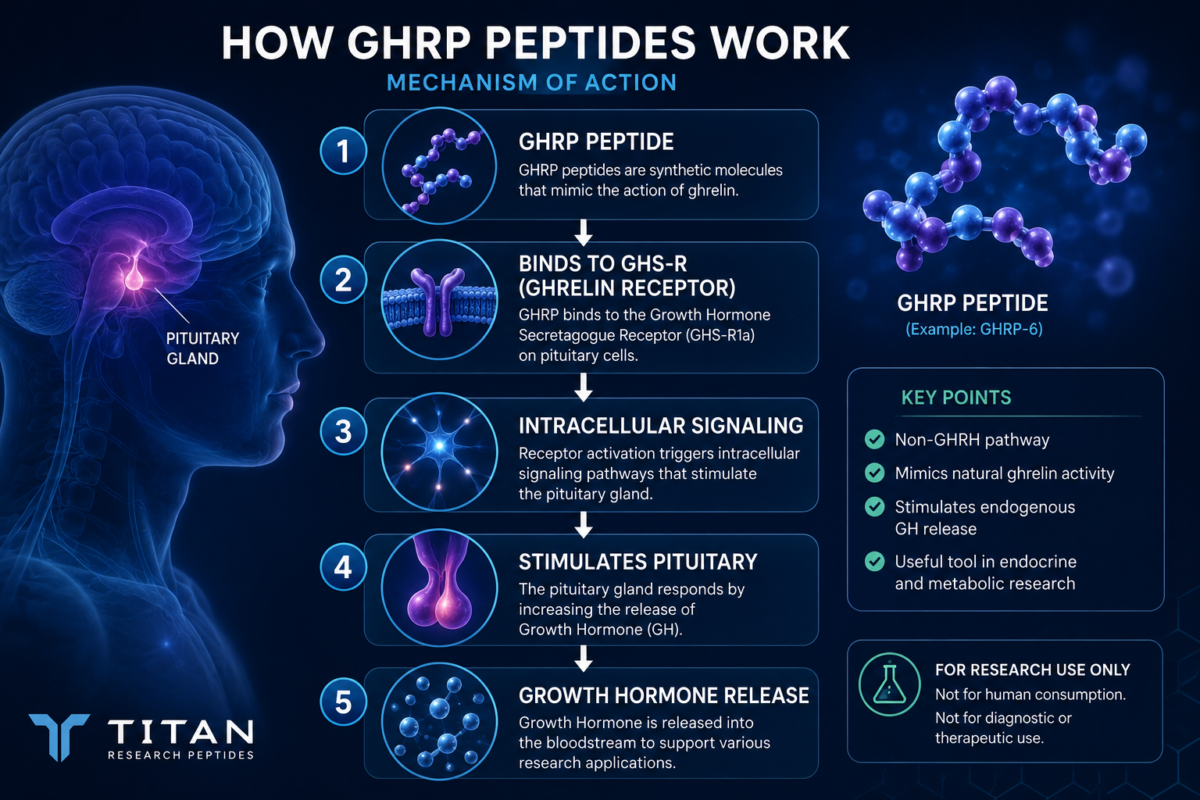 GHRP peptides binding to the Growth Hormone Secretagogue Receptor (GHS-R1a).